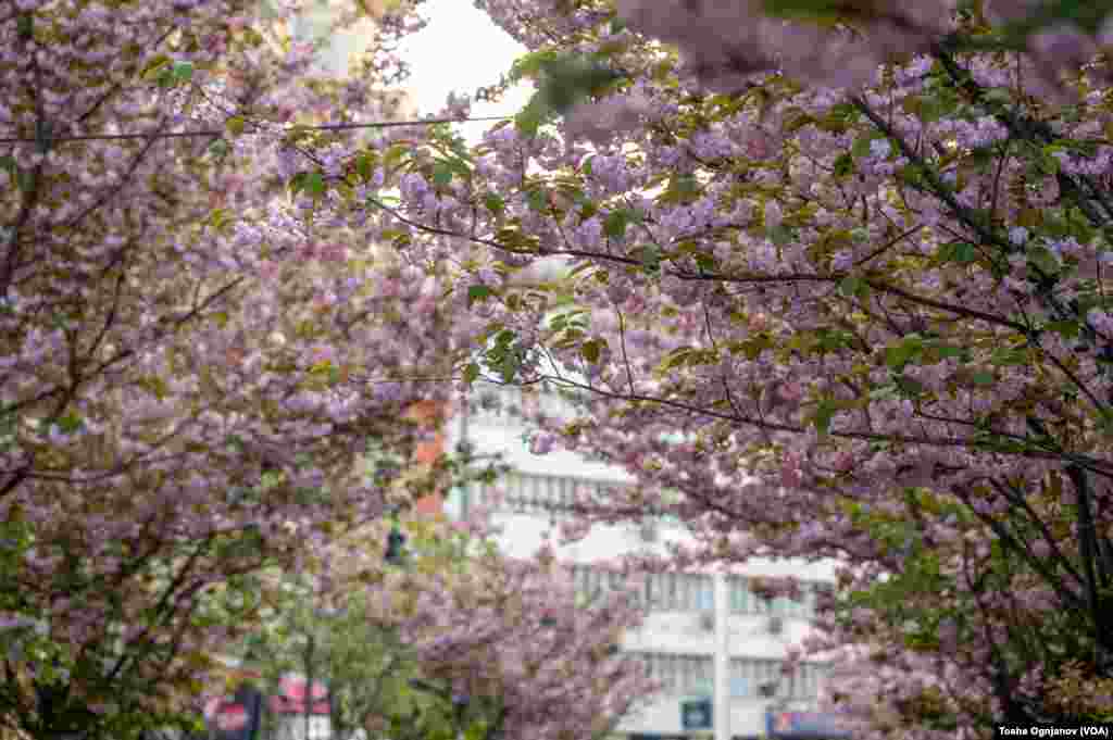 Cherry Blossom in Skopje, North Macedonia