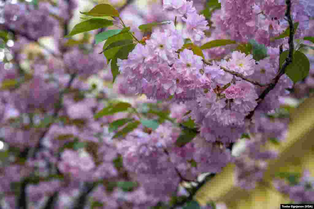 Cherry Blossom in Skopje, North Macedonia