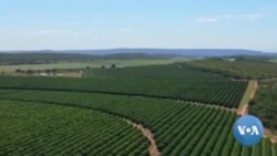 South Africa’s $2 Billion-Citrus Industry Fears Russia Exports Losses