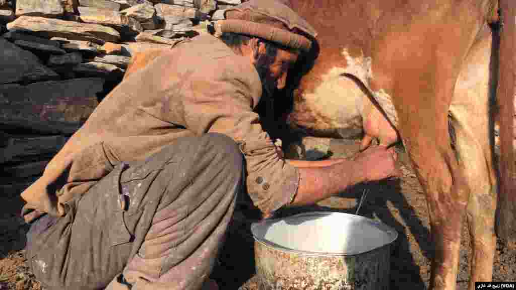 نورستان کې اوس هم معمول دی چې سړي یې غواګانې لوشي او د مالونو پالنه کوي. دا یو بانډه چي دی چې خپله غوا لوشي.