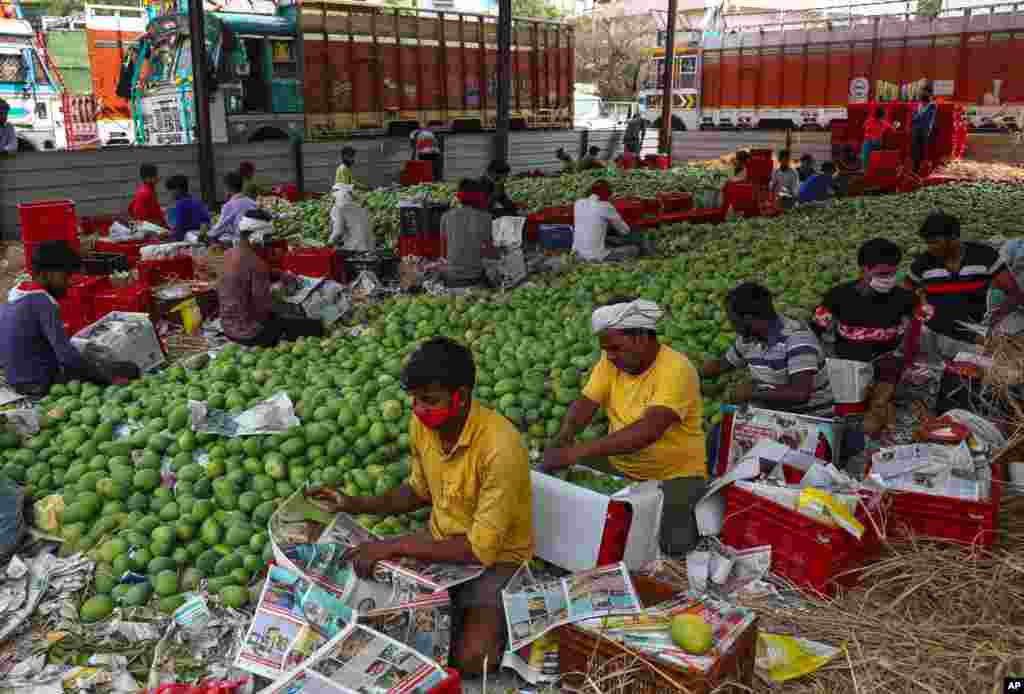 کارگران مشغول بسته‌بندی میوه انبه در بازار میوه حیدرآباد هند.