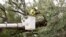 A worker trims branches from trees near power lines in a downtown neighborhood in hopes of averting power outages in Orlando, Fla. during preparation for the arrival of Hurricane Irma, Friday, Sept. 8, 2017.