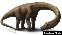 Artist rendering of Dreadnoughtus (Courtesy: Jennifer Hall)