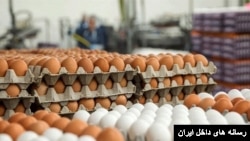 تولید تخم‌مرغ در ایران - آرشیو
