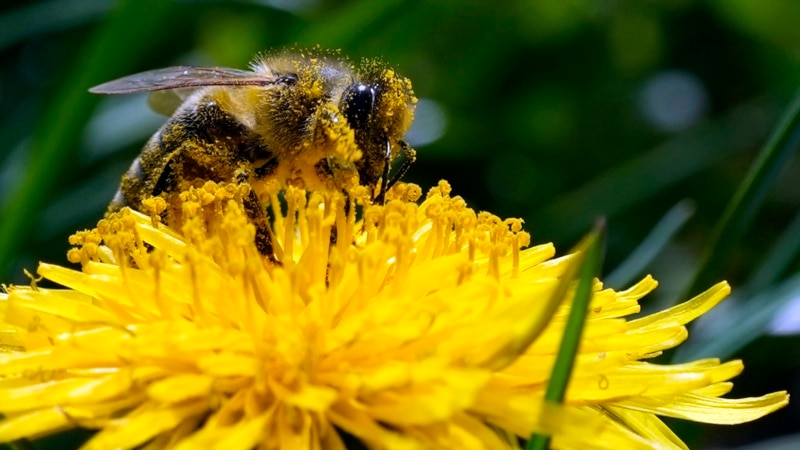 Climate Change, Big Agriculture Combine to Threaten Insects