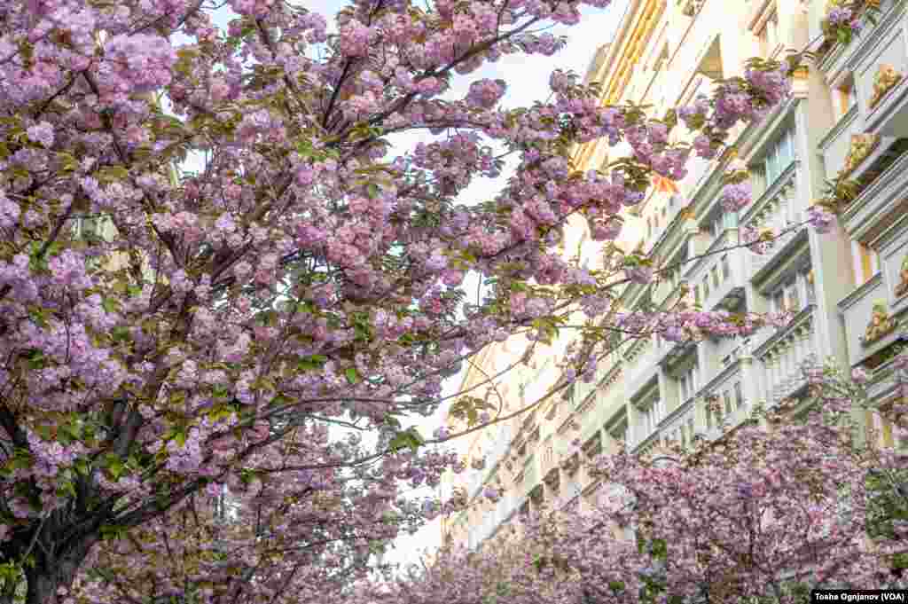 Cherry Blossom in Skopje, North Macedonia