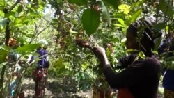 Au cœur du lac Kivu, un café produit par les femmes