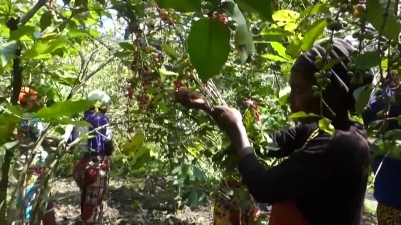Au coeur du lac Kivu, un café produit par les femmes