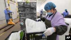 In this photo released by China's Xinhua News Agency, workers pack boxes of vegetables to be sent to urban neighborhoods at an agricultural facility in Shanghai, April 19, 2022.