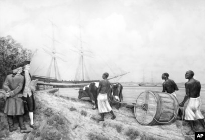 Tiga orang diperbudak untuk memindahkan tembakau dari kawasan perkebunan ke kapal-kapal di Virginia Utara, 1760. (AP Photo/U.S. Bureau of Public Roads)