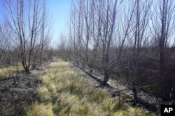 Fremont cottonwood trees are planted in rows seen in the the Dos Rios Ranch Preserve in Modesto, California, February 16, 2022. (AP Photo/Rich Pedroncelli)