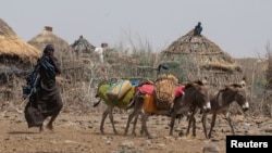 A woman drives donkeys to transport jerrycans of water in drought-affected areas in Higlo Kebele, Adadle woreda, Somali region of Ethiopia, in this undated handout photograph. (World Food Program/Handout via Reuters)