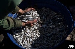 FILE - A worker transfers fish to be made as 'prahok' (fermented fish paste) at Chrang Chamres village along the Tonle Sap river in Phnom Penh on December 15, 2021.