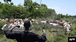 Un éleveur fulani surveille ses vaches près de Ouangolodougou, dans le nord de la Côte d'Ivoire, à proximité des frontières du Burkina Faso et du Mali.