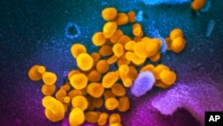 FILE - This undated, colorized electron microscope image made available by the US National Institutes of Health in February 2020 shows the Novel Coronavirus SARS-CoV-2, indicated in yellow, emerging from the surface of cells, indicated in blue/pink, cultu