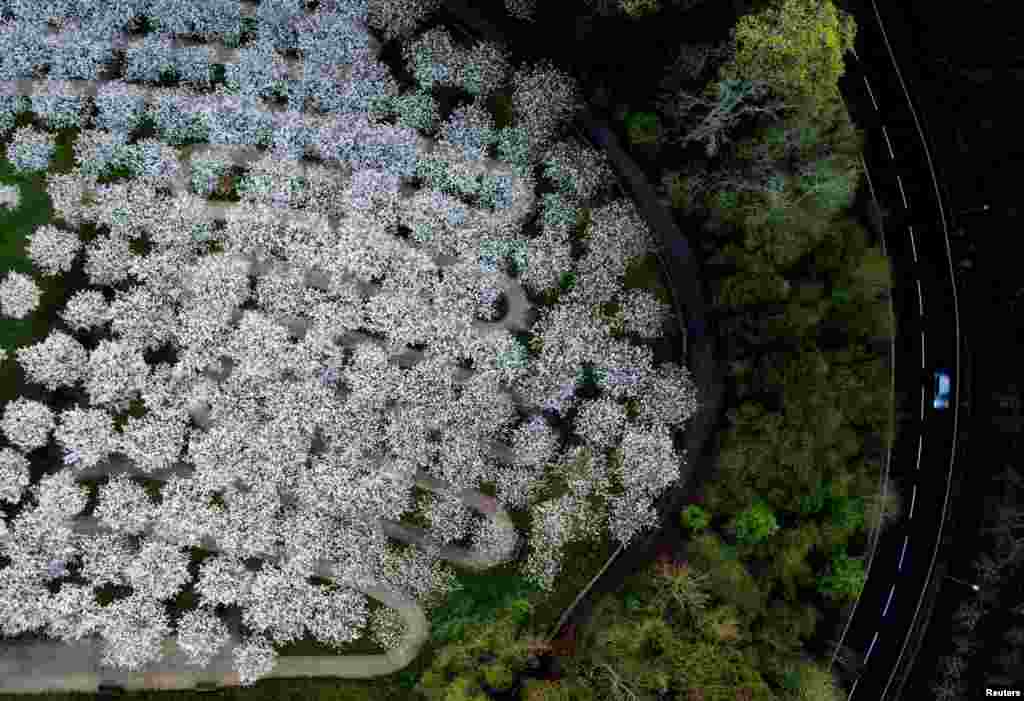 A car passes outside the Cherry Orchard at Alnwick Gardens, which has the largest collection of Taihaku trees, in Alnwick, Northumberland, Britain.