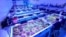 A view of corals in tanks at the Florida Coral Rescue Center in this undated handout photo released by Seaworld. 