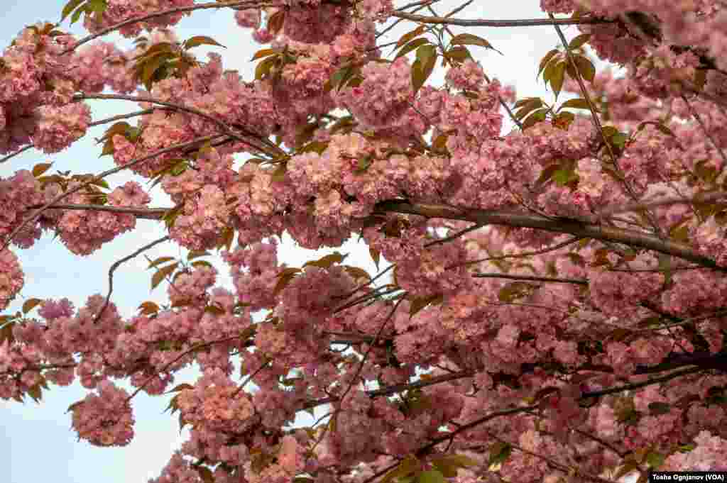 Cherry Blossom in Skopje, North Macedonia