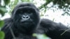 Pour les gorilles gabonais, le cercle vertueux protection, étude, tourisme