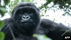 De juin 2016 à début 2020, 845 touristes ont pu observer les gorilles dans la forêt du parc national gabonais de Loango.