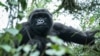 La faune, victime collatérale de la guerre en RDC