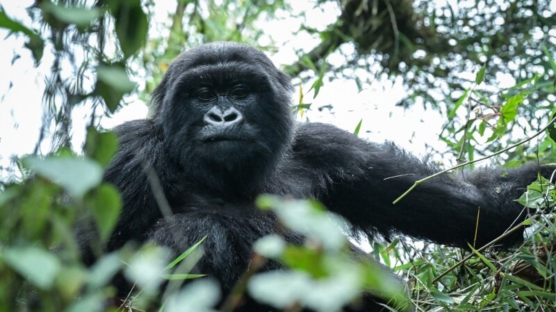 La faune, victime collatérale de la guerre en RDC