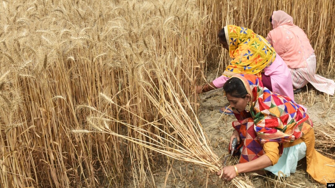 Farmers harvest wheat crop in a field on the outskirts of Amritsar on April 12, 2022.