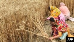 Farmers harvest wheat crop in a field on the outskirts of Amritsar on April 12, 2022.