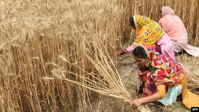 Farmers harvest wheat crop in a field on the outskirts of Amritsar on April 12, 2022.