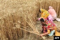 Farmers harvest wheat crop in a field on the outskirts of Amritsar on April 12, 2022.