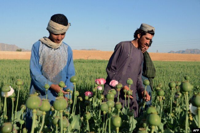 FILE - Farmers work at a poppy plantation in a field in Kandahar, April 3, 2022.