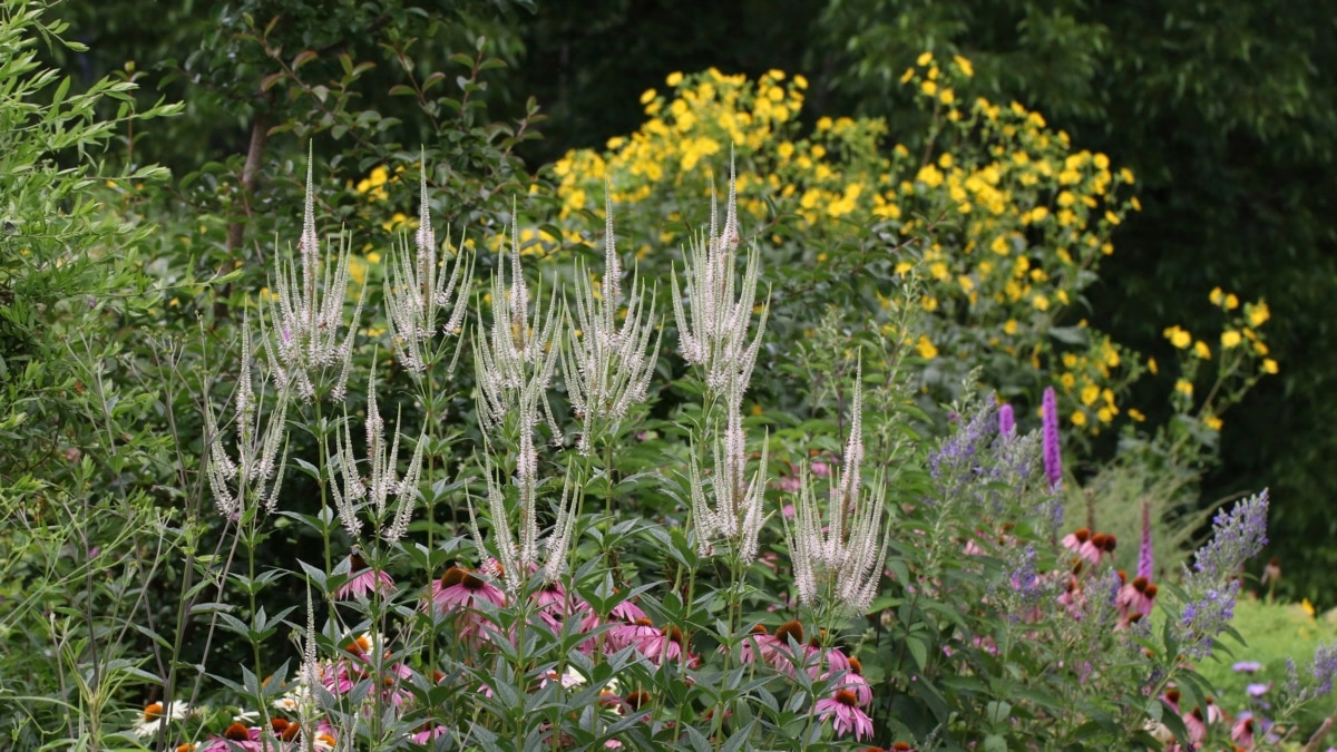 indigenous plants