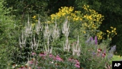 This June 2020 image provided by Debbie Roos shows North Carolina native plants growing in the demonstration Pollinator Paradise Garden in Pittsboro, N.C. (Debbie Roos/NC Cooperative Extension via AP)