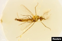 FILE - An undated handout image of a view from above of the body of a fossilized male mosquito trapped in amber found in central Lebanon dating to about 130 million years ago. (Dany Azar/Handout via REUTERS)