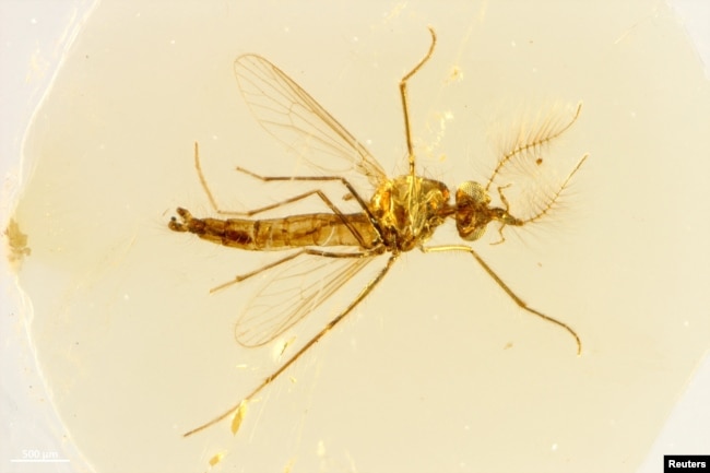 FILE - An undated handout image of a view from above of the body of a fossilized male mosquito trapped in amber found in central Lebanon dating to about 130 million years ago. (Dany Azar/Handout via REUTERS)