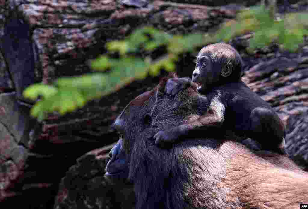 Western lowland gorilla Lou Lou and her daughter are seen at the zoo in Belo Horizonte, Brazil, Oct. 14, 2019.