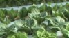 Hydroponic Farmer Produces Year-Round Harvest 