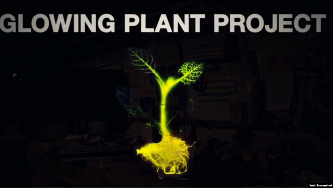 Scientists are trying to develop bioluminescent plants that someday could replace lightbulbs and streetlights.