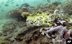 A black sea bass swims along the reef in Gray's Reef National Marine Sanctuary, Oct. 28, 2019, off the coast of Savannah, Ga.