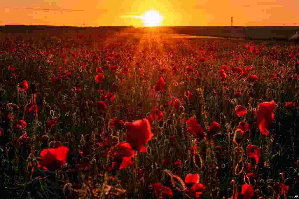 A field of poppy flowers is in full blossom as the sun rises in Frankfurt, Germany.