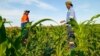 Zimbabwean farmers in Botswana