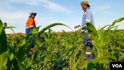 Zimbabwean farmers in Botswana