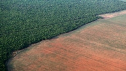 Brasil é líder mundial da desflorestação