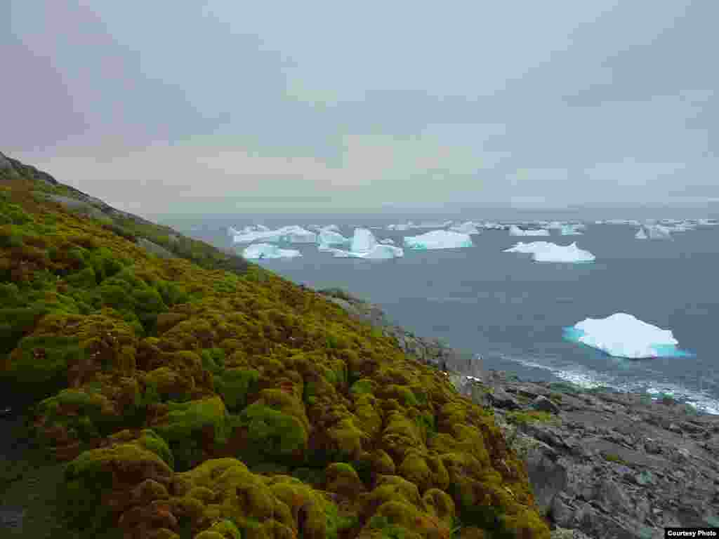 Los bancos de musgo en la isla Verde, ofrece una escenario colorido entre el hielo, los glaciares y los tempanos. (Dan Charman/Matt Amesbury)