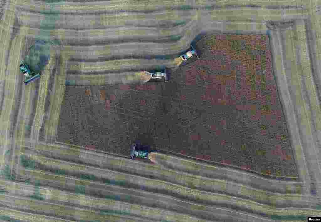 An aerial view shows harvesting barley in a field of the Solgonskoye private farm outside the Siberian village of Talniki in Krasnoyarsk Region, Russia, Aug. 25, 2018.