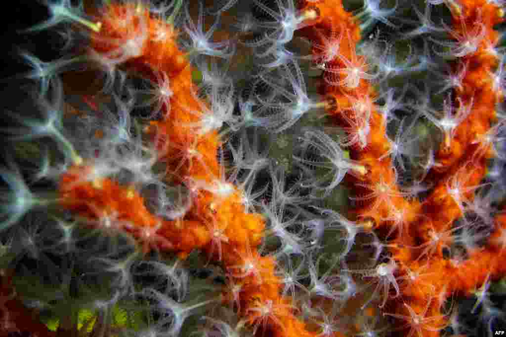 A picture taken with macro-lens shows white polyps on red coral, in the Mediterranean Sea near La Ciotat, southeastern France, Nov. 24, 2019.