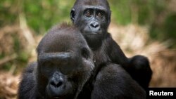  A baby lowland gorilla rides on his mother's back at the primate sanctuary run by the Cameroon Wildlife Aid Fund in Mefou National Park.