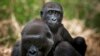 Quiz - More than Half of the World's Primates Disappearing