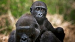 Quiz - More than Half of the World's Primates Disappearing