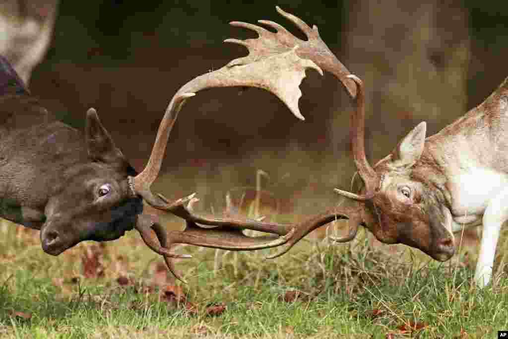 Two deer face each other during the deer rutting (breeding) season in Dublin&#39;s Phoenix park, Ireland, Oct. 18, 2021.